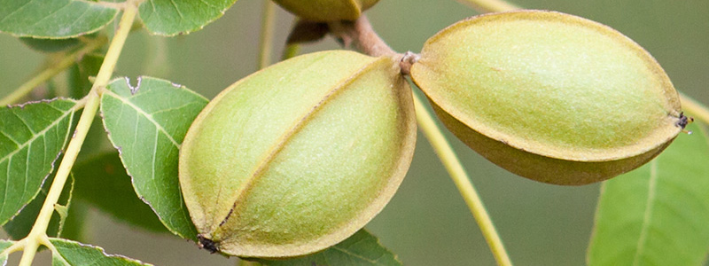 fresh pecans growing on tree limb.